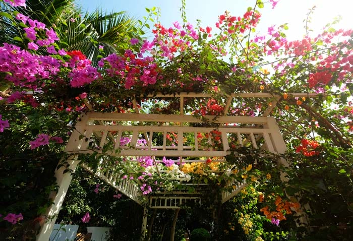 cây xanh lọc không khí trong nhà