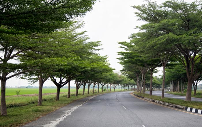 cây cảnh làm sạch không khí