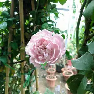 Hồng Leo Phớt Hồng Đà Lạt với màu hồng phớt - Cây Cảnh Việt