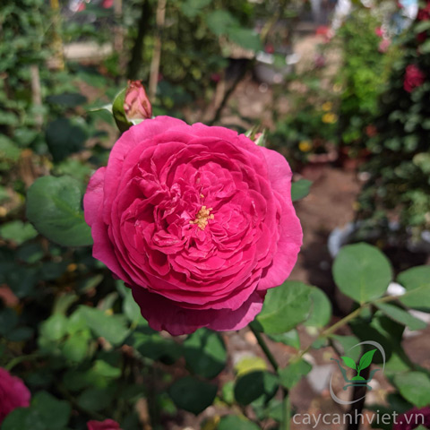 hoa hồng red eden