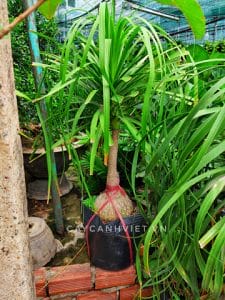 cây lan bình rượu