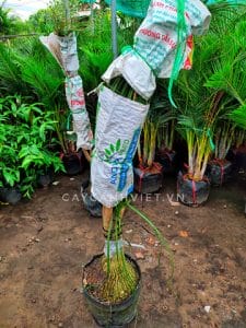 cây lan bình rượu chuẩn bị giao khách