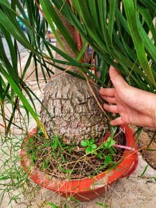 thân cây lan bình rượu