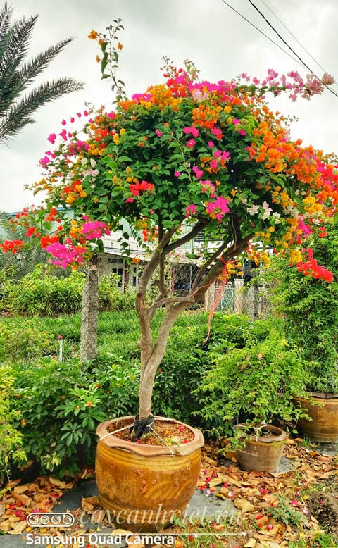 cây hoa giấy thái đẹp