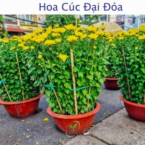 Hoa cúc đại đóa to và rực rỡ - Cây Cảnh Việt