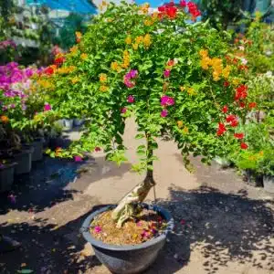 Cây bông giấy ngũ sắc rực rỡ trang trí - Cây Cảnh Việt