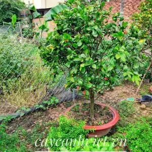 Cây Mai Tứ Quý nở hoa đẹp - Cây Cảnh Việt
