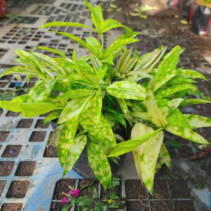 Cây Trúc Nhật Vàng lá vàng rực rỡ - Cây Cảnh Việt