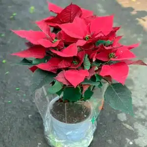 Cây Trạng Nguyên với sắc đỏ rực rỡ - Cây Cảnh Việt