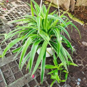Cây cỏ lan chi với lá xanh và sọc trắng, thích hợp trang trí trong nhà