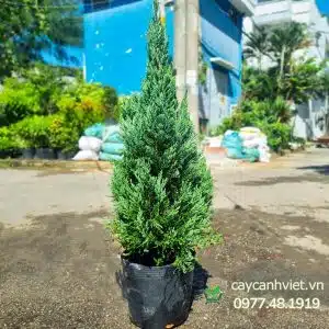 Cây Sơn Tùng Noel trang trí lễ hội - Cây Cảnh Việt