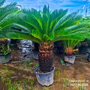 Cây vạn tuế sang trọng và quý phái - Cây Cảnh Việt