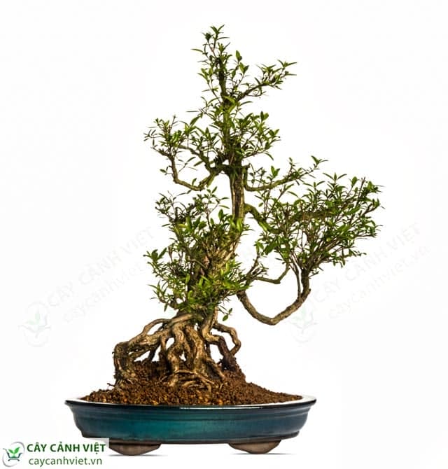 bạch tuyết mai bonsai