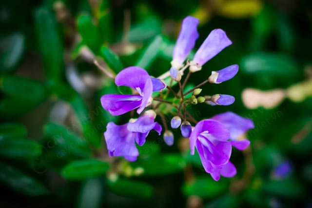 bonsai linh sam mini ra hoa màu tím