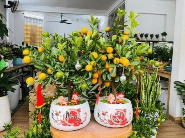 Cách chăm sóc cây Quất bonsai sai quả Tết 2024