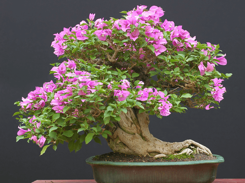 hoa giấy bonsai đẹp