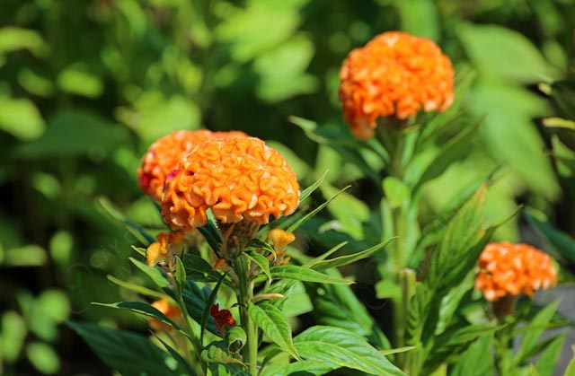 hoa màu gà cam