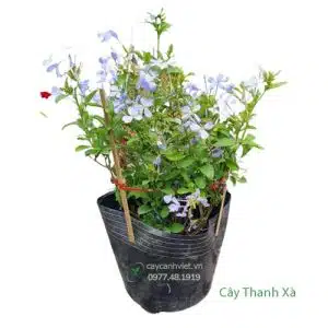 Cây Thanh Xà xanh tươi cho sân vườn - Cây Cảnh Việt