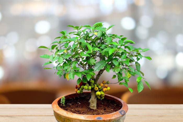 các loại cây bonsai trồng trong nhà