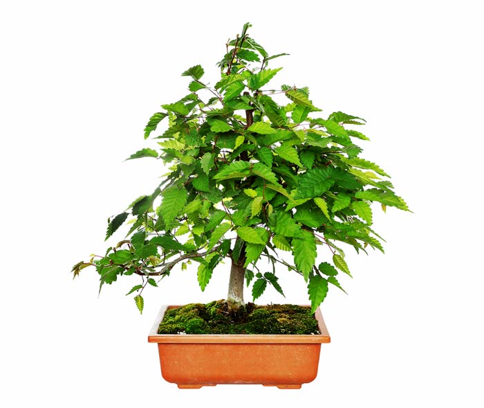 cách chọn cây làm bonsai