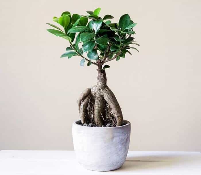 cây kiểng bonsai đẹp