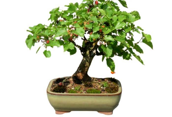 cây kiểng bonsai đẹp