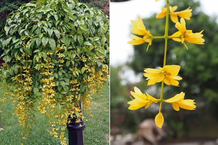 Top 20 hoa dây leo có mùi thơm quanh năm dễ trồng nhất