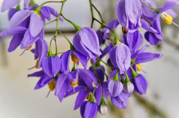 Top 20 hoa dây leo có mùi thơm quanh năm dễ trồng nhất