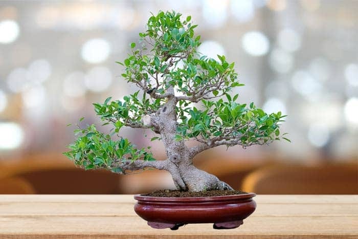 những cây bonsai đẹp