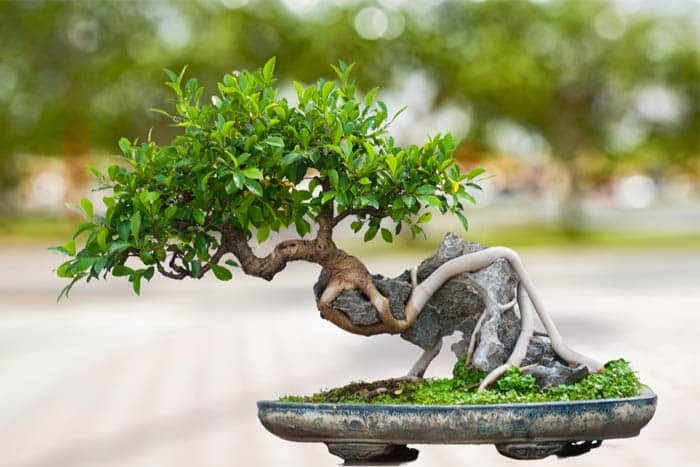 những cây bonsai đẹp