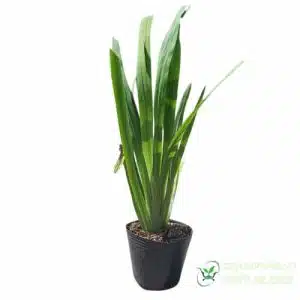 Cây Lan Rẻ Quạt lá xanh tươi - Cây Cảnh Việt