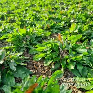 Cỏ Lá Gừng xanh mướt - Cây Cảnh Việt