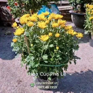 Hoa cúc pha lê trang trí dịp Tết - Cây Cảnh Việt