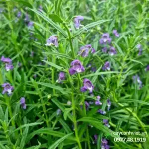 Cây Ngọc Hân thanh lịch - Cây Cảnh Việt