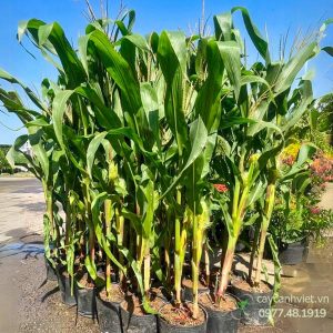 Cây bắp chưng Tết phong thủy, mang tài lộc vào nhà