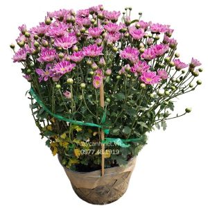 Hoa Cúc Tiger rực rỡ từ Cây Cảnh Việt