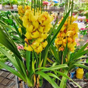 Hoa địa lan vàng tươi tắn, sang trọng, phù hợp trang trí tết