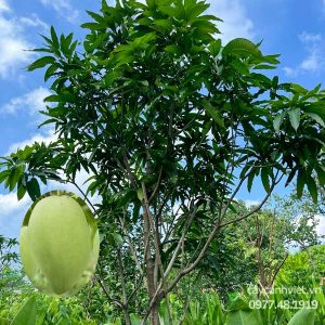 Cây Xoài Cát Hòa Lộc giống chuẩn, cho trái ngọt thơm, năng suất cao