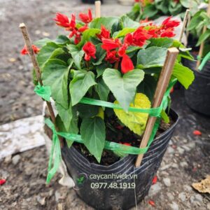 Cây xác pháo hoa đỏ rực rỡ trong chậu nhựa đen, thích hợp trang trí Tết