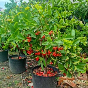 Cây Mận Hoàng Yến trĩu quả đỏ mọng, giống chuẩn Cây Cảnh Việt