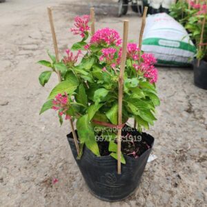 Cây diễm châu (Pentas lanceolata) hoa hồng trong chậu tại Cây Cảnh Việt.