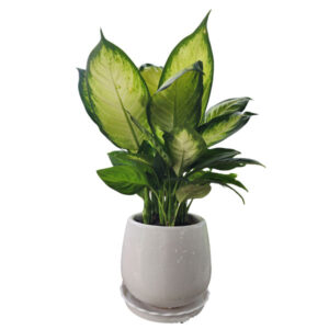 Cây Dạ Lan Thanh trồng chậu sứ trắng – cây cảnh nội thất đẹp, dễ chăm