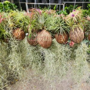 Cây không khí Tillandsia đẹp, sống không cần đất, giao nhanh 2H tại TP.HCM.