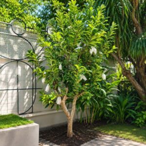 Cây ổi lê cao 2,5-3m đã thuần chậu tại vườn