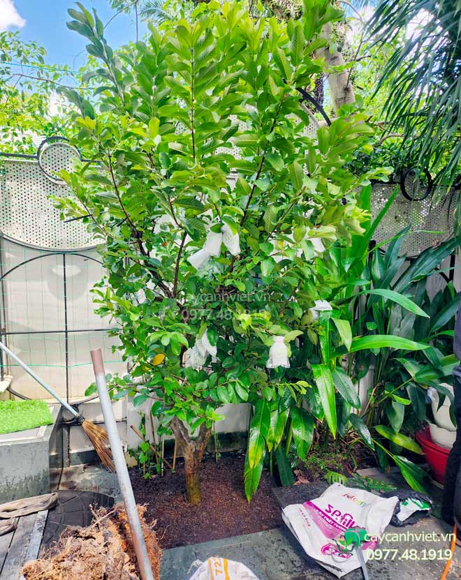 Cây Ổi Lê Cổ Thụ 10 Cây ổi lê sau khi trồng và cố định cọc chống