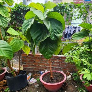 Cây Vả Huế cao 1m trong bầu
