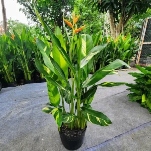 Cây chuối mỏ két lá loang trong bầu nhựa đen